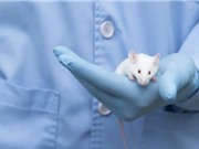 Các thử nghiệm khoa học trước đây chỉ được tiến hành trên chuột đực